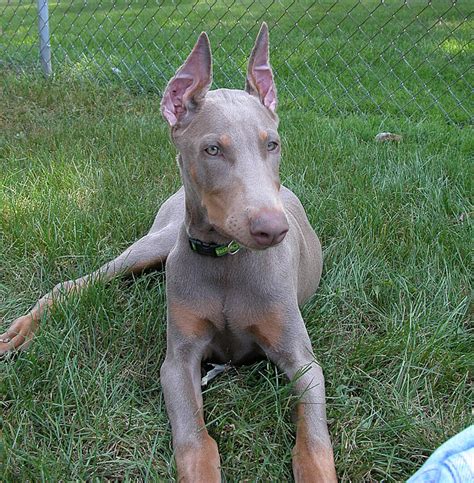 blue doberman pics|blue doberman pinscher pictures.